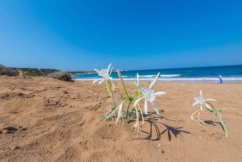 Akamas Jeep Safari Tour from Paphos - Group size and guide style: where the experience can feel personal or rushed