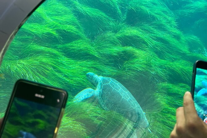 Atlantis Turtle Watching Cruise & Snorkelling Adventure - The Sunset Return: Easy Scenic Payoff Back to the Harbor