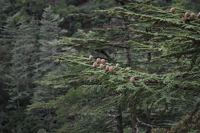 Beauty, Nature and Charm of Troodos Mountains from Paphos - Millomeris Waterfalls Trail: a short hike that feels peaceful