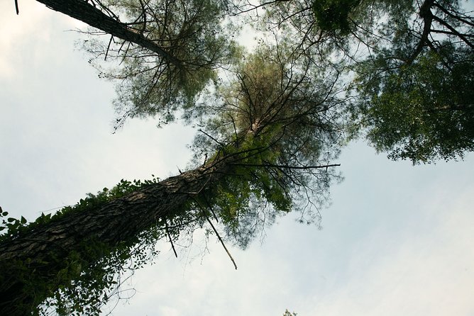 Beauty, Nature and Charm of Troodos Mountains from Paphos - Omodos village: wine culture, lace shops, and the Holy Cross area