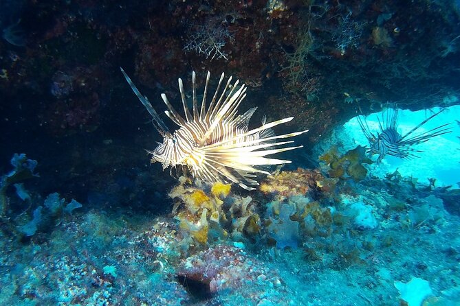 Beginners Discover Scuba Diving By Boat, Best Spot In Cyprus - Before You Go: Online Forms, Short Prep, and What You Should Expect