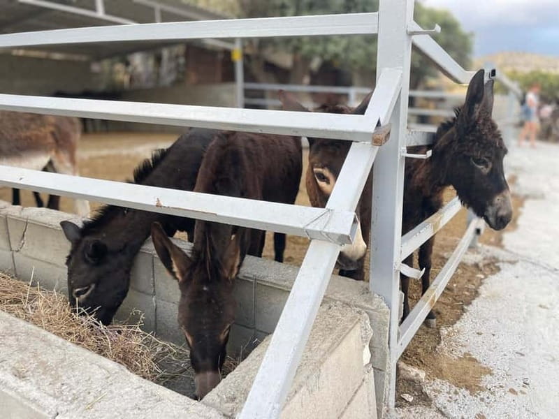 Cypriot Traditions and Donkey Adventures - A 5 pm Start That Turns Farm Culture Into a Real Evening Plan