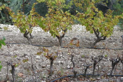 Troodos Mountain Food & Wine Tasting Tour with Lunch