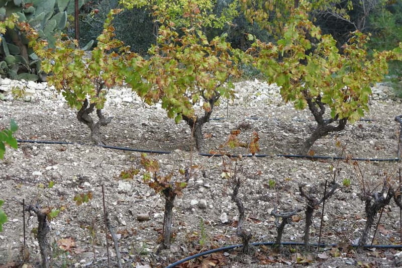 Cyprus: Troodos Mountain Food & Wine Tasting Tour with Lunch - Pickup, timing, and how the small group changes the feel