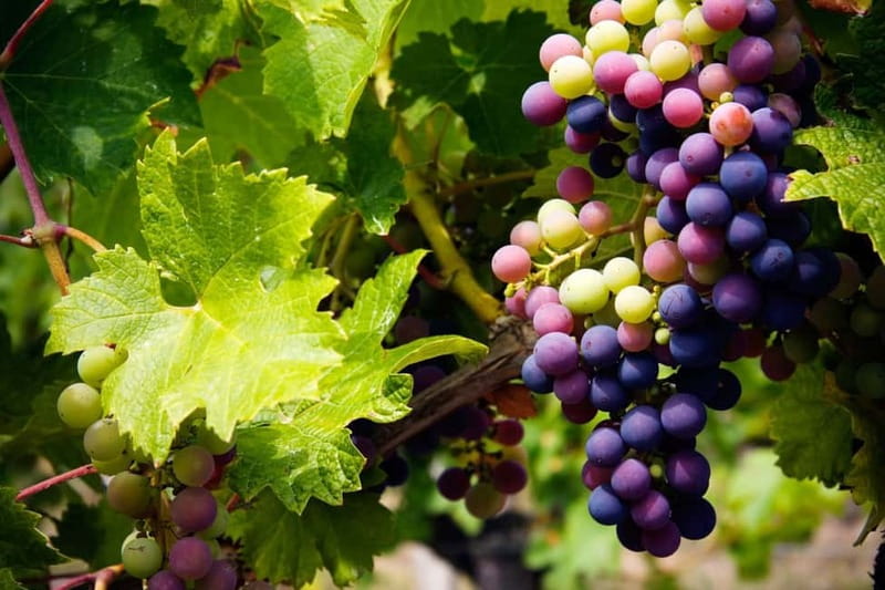 Cyprus: Troodos Mountain Wine Tour with a Local - Key Points You’ll Actually Care About