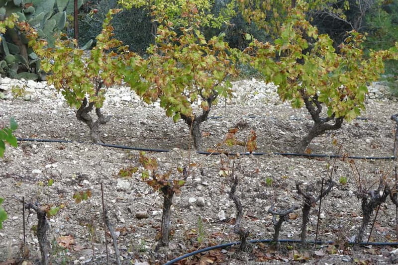Cyprus: Troodos Mountain Wine Tour with a Local - Meze Lunch with Drinks: The Part That Converts Foodies