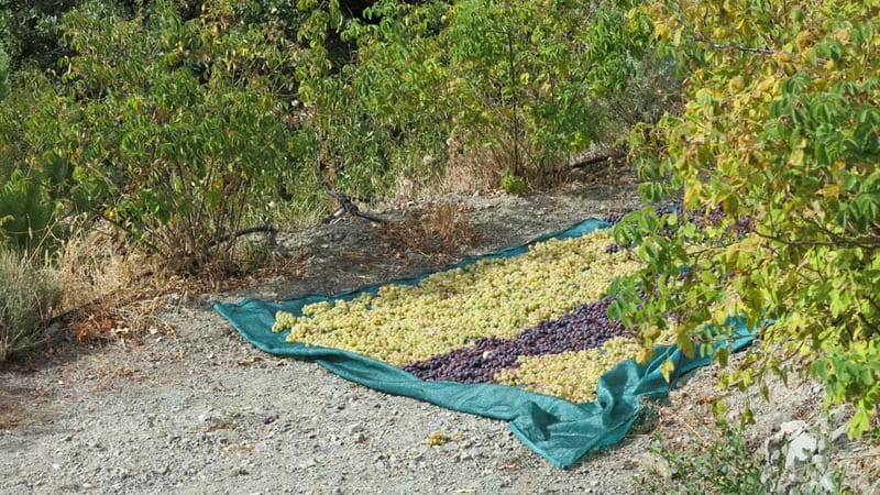 Cyprus: Troodos Mountains Villages and Wineries Tour - Key highlights worth planning for