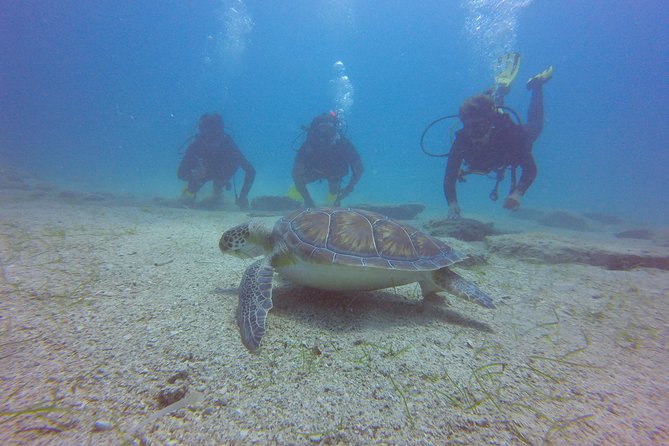 Discover Scuba diving - Marine life highlights, including turtles if conditions are right