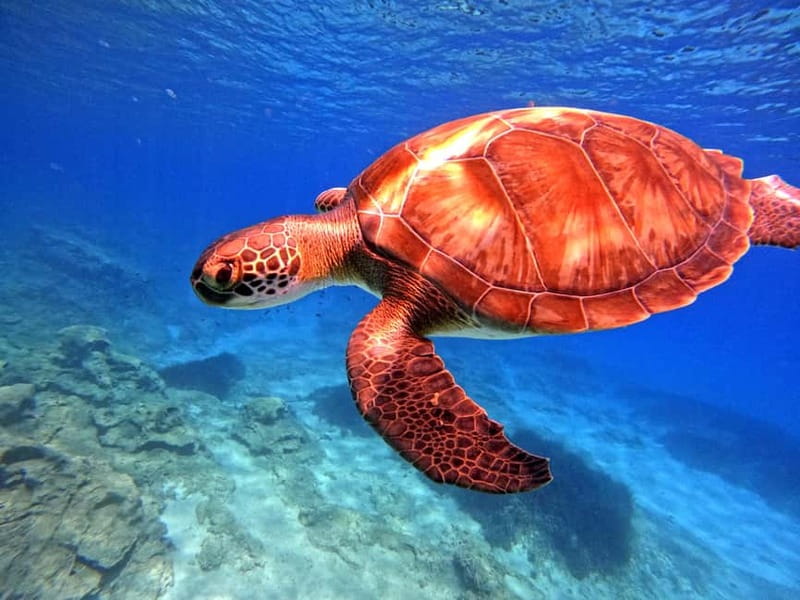 Discover Scuba Diving Experience - Green Bay underwater time: clear water, marine life, and breathing