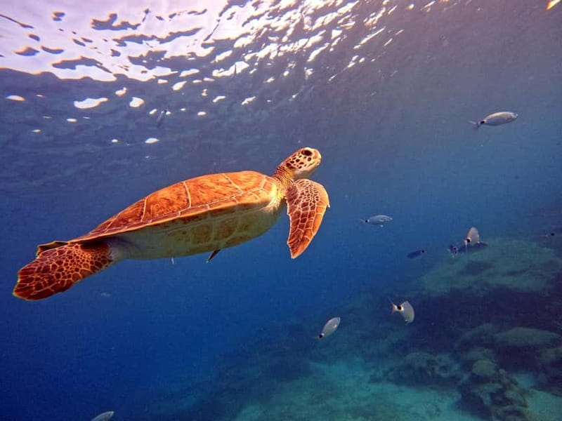 Discover Scuba Diving Experience - Ancient Greek statues photos: what makes this stop memorable