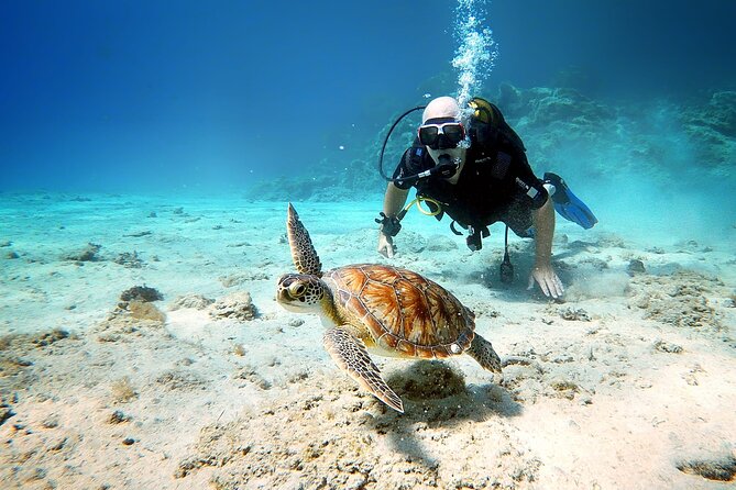 Discover Scuba Diving for Beginners - Price in plain terms: what $101.27 buys you
