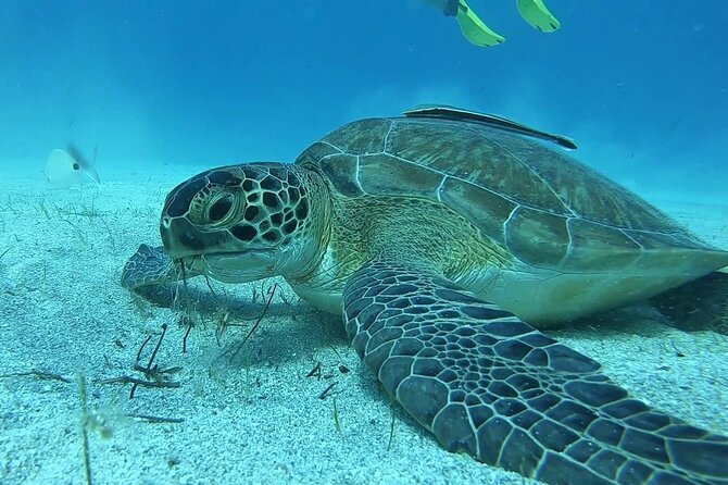Discover SCUBA Diving with Pissouri Bay Divers - Quick reasons to book this try-scuba session