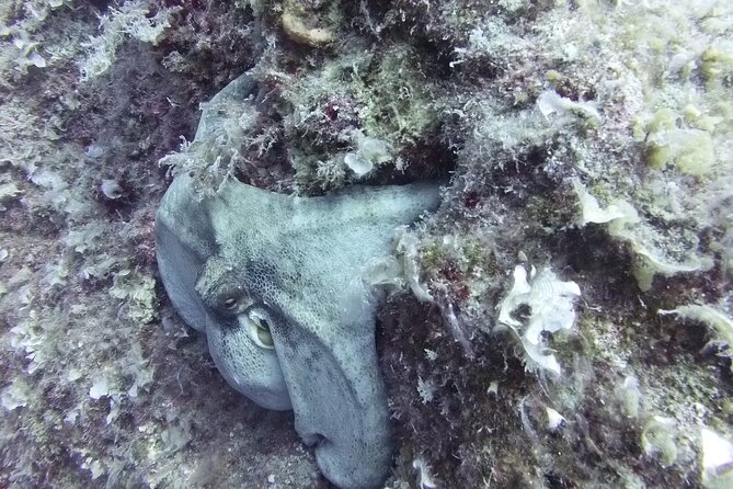 Discover SCUBA Diving with Pissouri Bay Divers - Practice in the shallows: learning control before you go farther