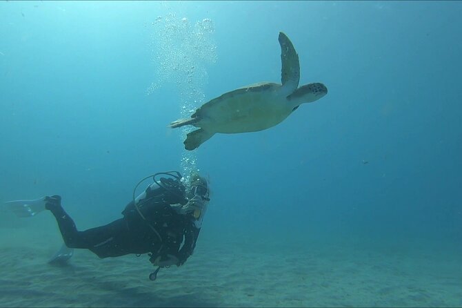 Discover SCUBA Diving with Pissouri Bay Divers - Sites, timing, and the Limassol area feel