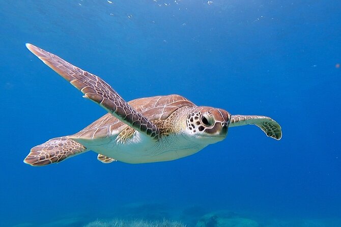 Diving for licensed divers - Key highlights you’ll feel right away