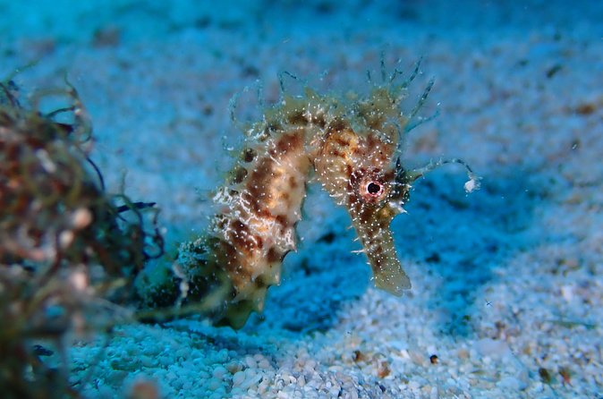 Diving for licensed divers - Meet the team: friendly professionals with real personalities