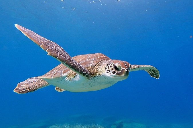 Diving for licensed divers - Price and value: what $132.45 gets you, and what it doesn’t