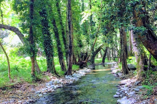 Explore Paphos forest with e-mountain bikes - Milikouri break at Platanos: the mezze lunch is the real “win”