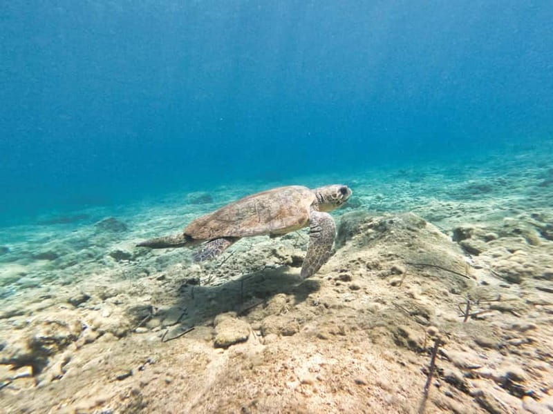 FROM PAPHOS: Snorkeling at the Marine Park (shore) - When weather changes the plan