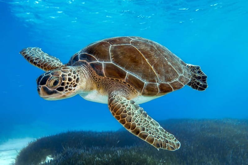 From Protaras: Cruise to Blue Lagoon, Turtle Cove & Sea Cave - Why This Protaras Glass-Bottom Cruise Feels Worth the Time