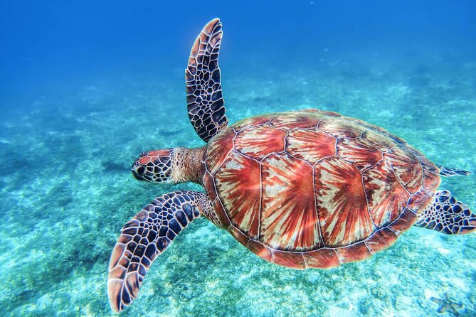 From Protaras: Turtle Cove & Blue Lagoon Cruise - Green Bay: clearer water, calmer cove vibes, and underwater sculpture curiosity