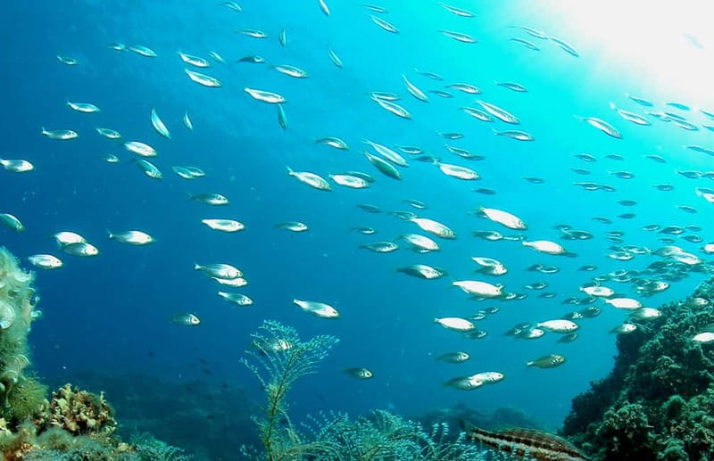 Green Bay Cyprus - Scuba diving - Guided Dive or Try Dive - Green Bay in Cyprus, built for a first underwater experience