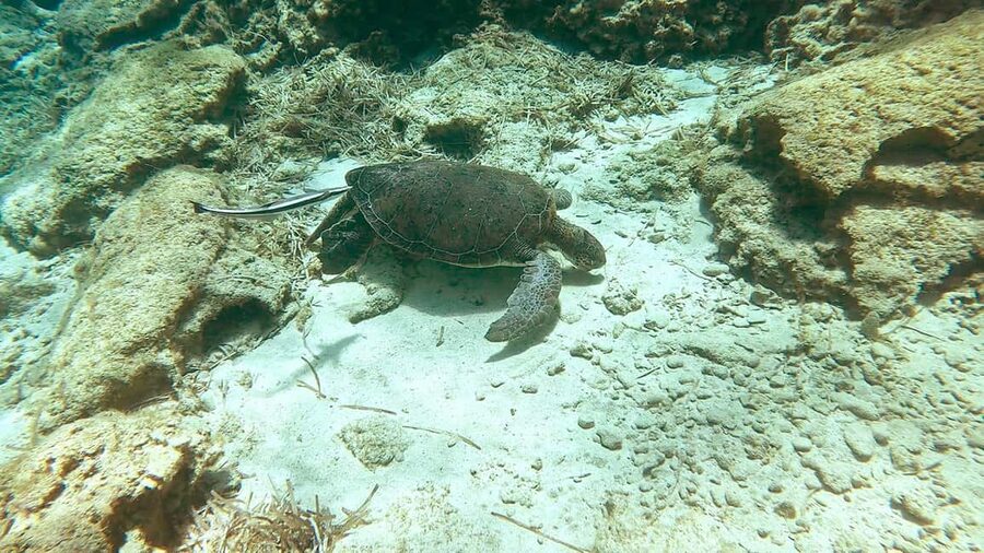 Green Bay Cyprus - Scuba diving - Guided Dive or Try Dive - What to bring, and how to plan your day in Cyprus