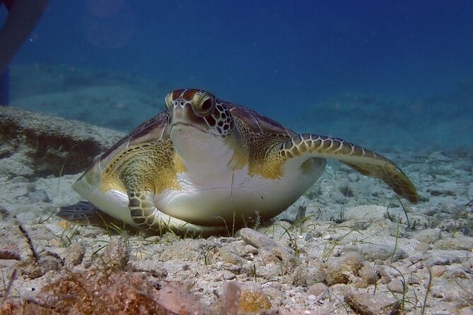 Guided snorkeling trip to the turtles in Protaras - Key highlights you’ll feel right away
