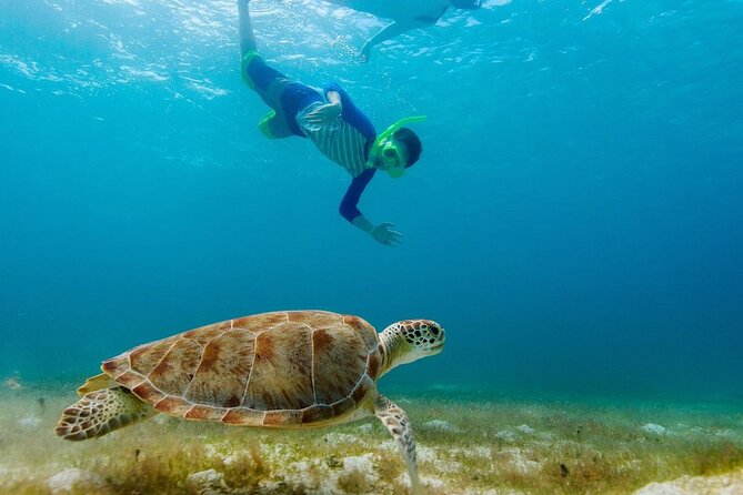 Guided snorkeling trip to the turtles in Protaras - Weather, timing, and what might change on the day