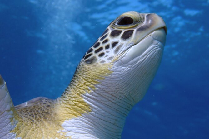 Guided snorkeling trip to the turtles in Protaras - What you do in the water with a turtle specialist