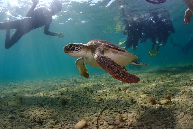 Half-Day Scuba Diving Tour - Discover Scuba Diving! - Should you book this half-day program in Paphos?