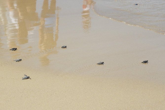 Jeep Safari to Akamas National Park: Avakas Gorge Tour from Paphos - Lara Bay Turtle Conservation Station: small operation, big meaning