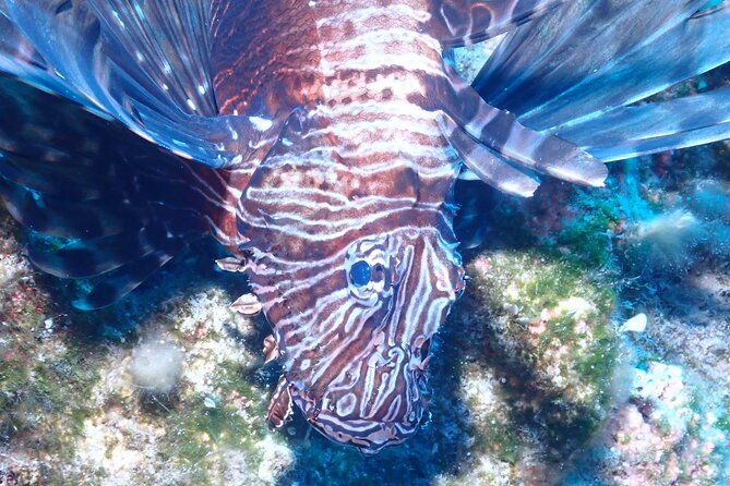 Jubilee Shoals guided boat dives - Jubilee Shoals in Limassol, Cyprus: what makes this morning outing different