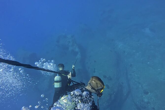 Jubilee Shoals guided boat dives - Coral, turtles, and marine life: what you can realistically look for