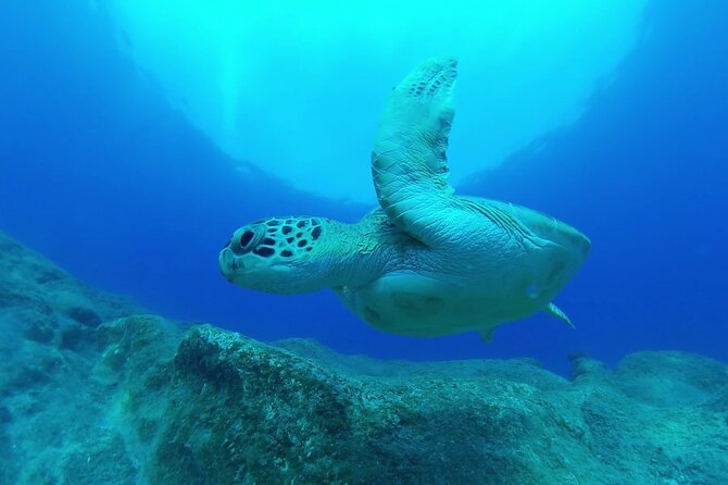 Jubilee Shoals guided boat dives - Should you book Jubilee Shoals with Pissouri Bay Divers?