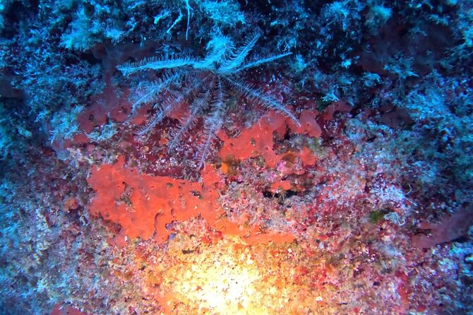Jubilee Shoals guided boat dives - Two guided SCUBA sessions on the Barbossa, with a depth range for different comfort levels