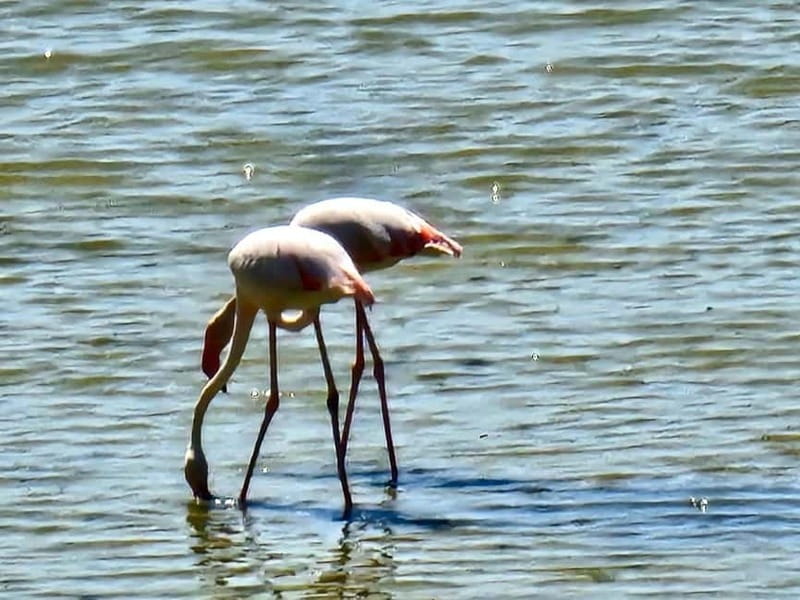 Larnaca: private guide to explore the Top-Sightseeings - What the guide actually does for you (beyond names on a route)