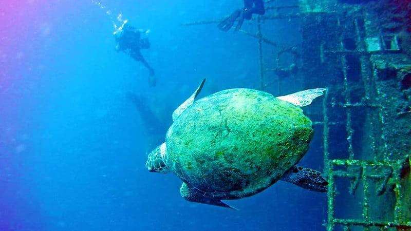 Larnaca: Private Zenobia Beginners Divers - Why the Zenobia Wreck in Larnaca makes sense for a first scuba try