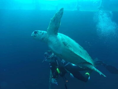 Private Zenobia Beginners Divers