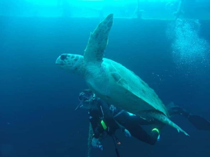 Larnaca: Private Zenobia Beginners Divers - Getting your comfort level up: equipment, safety protocols, and beginner skills