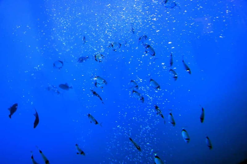Larnaca: Yellow Submarine Swim Cruise with Unlimited Drinks - The 2-hour flow, from Larnaca Marina to the wreck and back