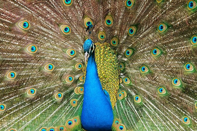 Pafos Zoo Ticket - Key things to know before you go