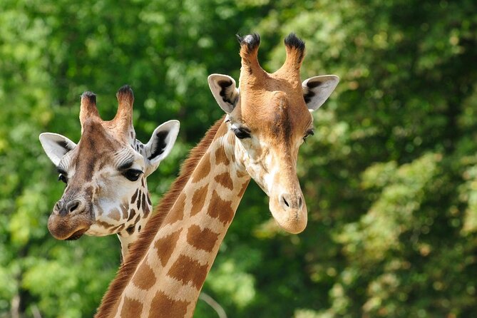 Pafos Zoo Ticket - Where Pafos Zoo fits on a Cyprus day