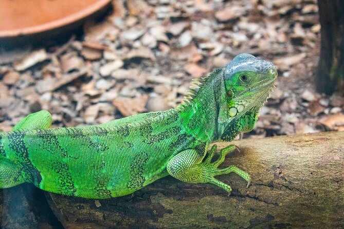 Pafos Zoo Ticket - The animals and experiences worth targeting