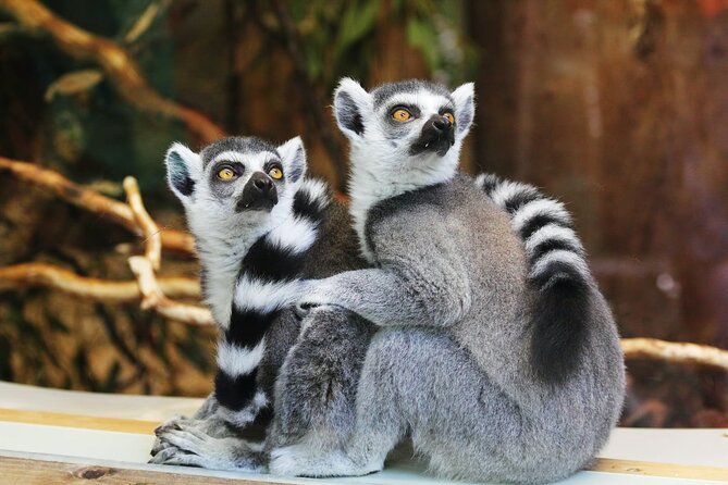 Pafos Zoo Ticket - Food, drinks, and what to bring (so the day stays easy)