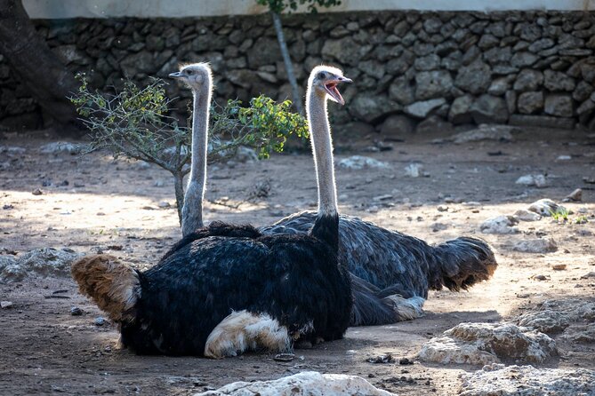 Pafos Zoo Ticket - Reviews are mixed, so use this “fair check” before you commit