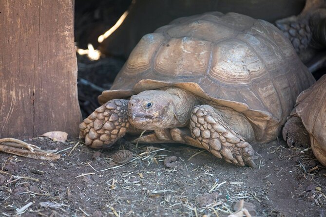 Pafos Zoo Ticket - Timing: open daily, but plan your day around heat and pacing