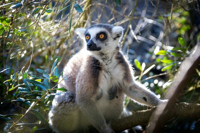 Pafos Zoo Ticket - Price and value: what you’re really paying for