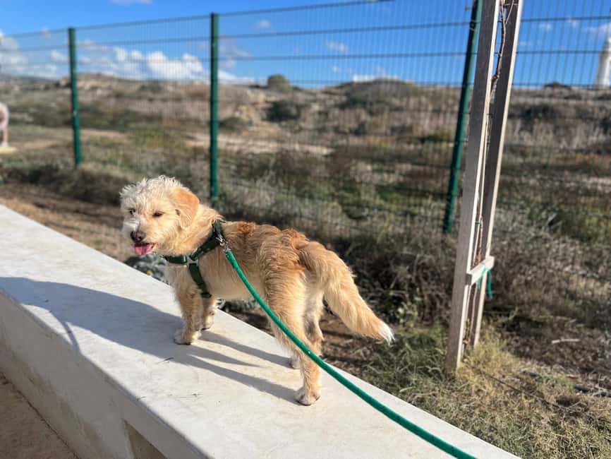 Paphos: Lighthouse Area Beach Walk with Rescue Dogs - Key things you will notice on this Paphos dog walk