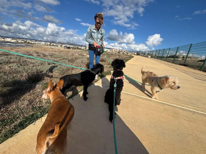 Paphos: Lighthouse Area Beach Walk with Rescue Dogs - The 1-Hour Coastal Route: Flat, Scenic, and Packed With Sea Views